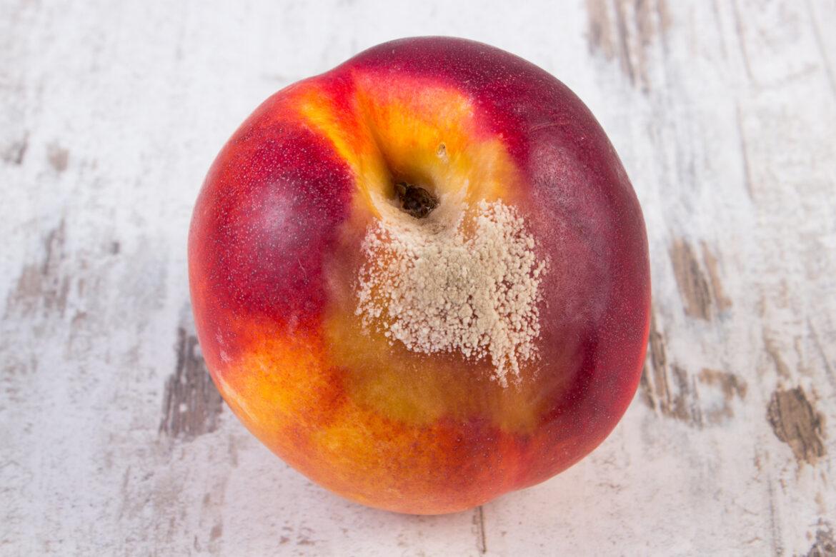 manger fruit ou légume en retirant moisi