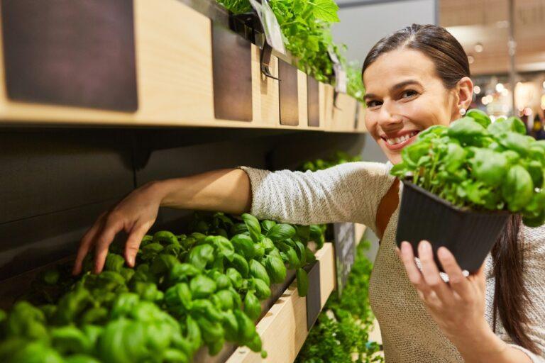 basilic supermarché